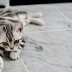 Hoe herken je het gedrag van een kat wanneer hij binnen of buiten het huis wil zijn?